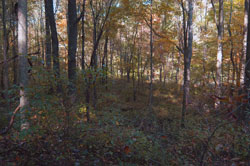Mountain Laurel Retreat